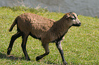 laufendes Kamerunschaf