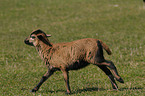 laufendes Kamerunschaf