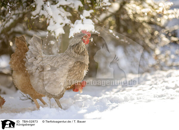 Knigsberger / TBA-02873