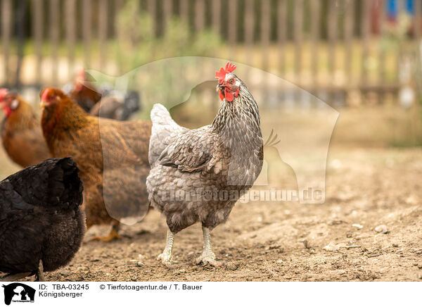 K�nigsberger / Koenigsberger Chicken / TBA-03245