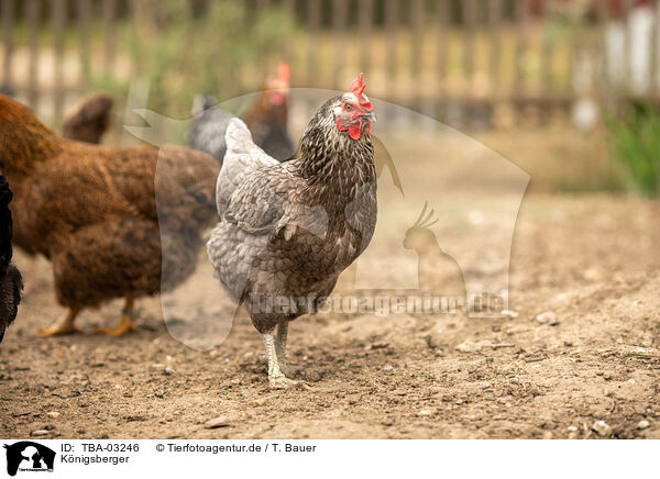 K�nigsberger / Koenigsberger Chicken / TBA-03246