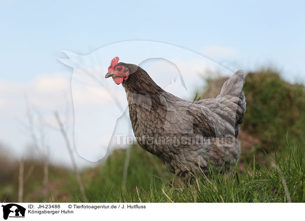 Knigsberger Huhn / koenigsberger chicken / JH-23486