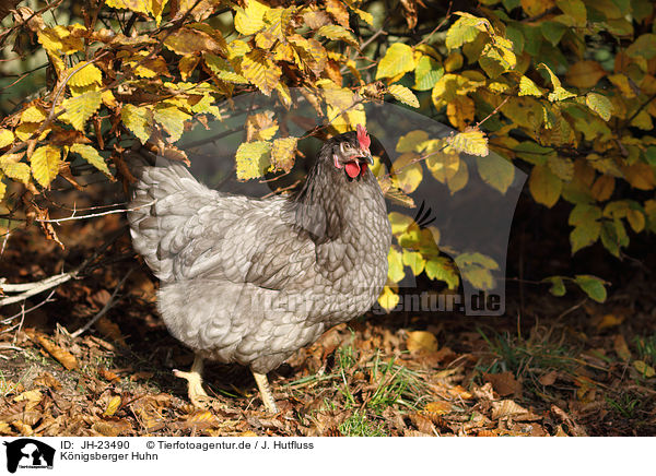 Knigsberger Huhn / koenigsberger chicken / JH-23490