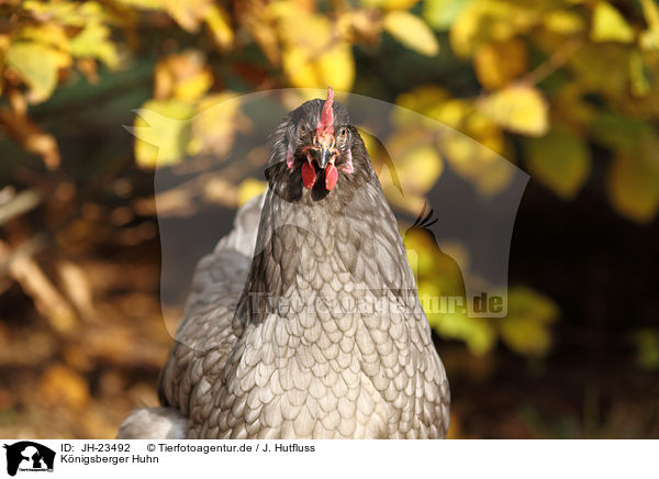 Knigsberger Huhn / koenigsberger chicken / JH-23492