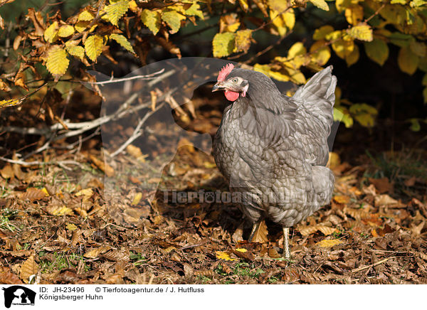 Knigsberger Huhn / koenigsberger chicken / JH-23496