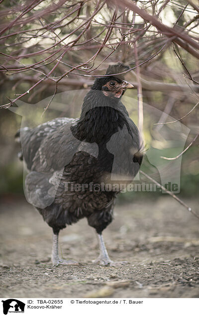 Kosovo-Krher / Kosovo chicken / TBA-02655