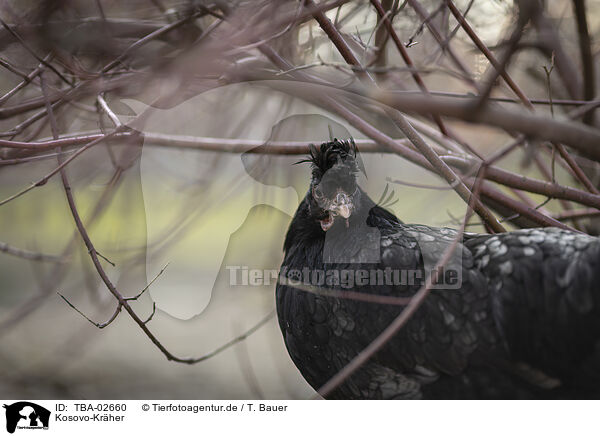 Kosovo-Krher / Kosovo chicken / TBA-02660