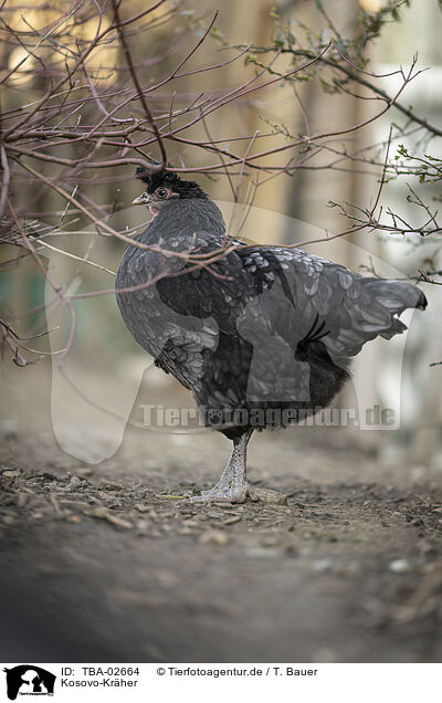 Kosovo-Krher / Kosovo chicken / TBA-02664