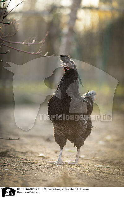 Kosovo-Krher / Kosovo chicken / TBA-02677