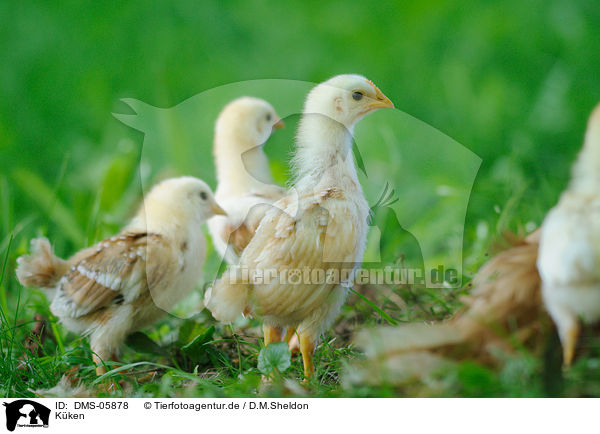 Kken / chicks / DMS-05878