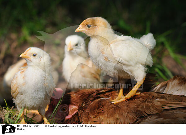 Kken / chick / DMS-05881