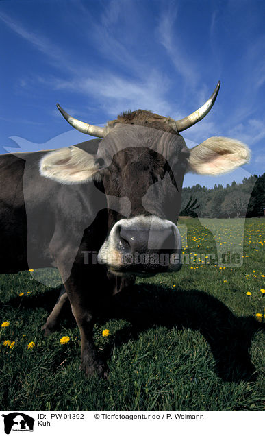 Kuh / cow / PW-01392