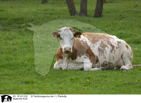 liegende Kuh / lying cow / IP-01125