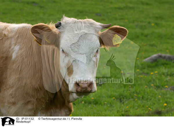 Rinderkopf / cow head / IP-01132