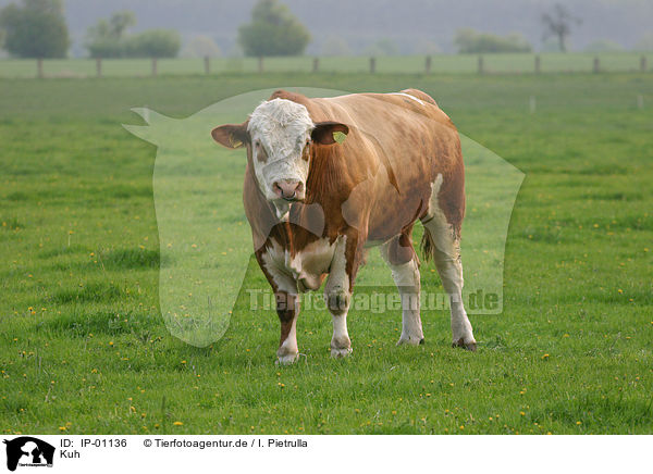 Kuh / cow / IP-01136