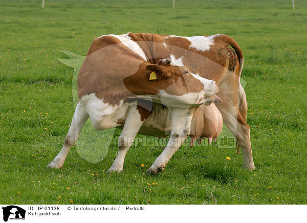 Kuh juckt sich / itching cow / IP-01138