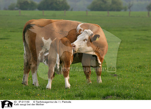 Kalb saugt bei der Mother / sucking calf / IP-01149