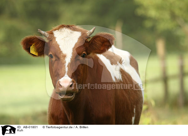 Kuh / cattle / AB-01801