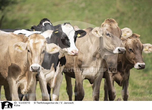 Khe / cows / VJ-03010