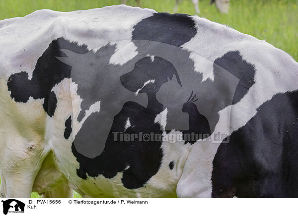 Kuh / cow / PW-15656