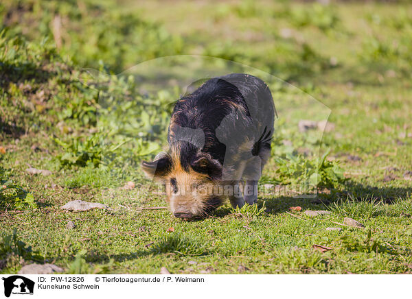 Kunekune Schwein / Kunekune pig / PW-12826