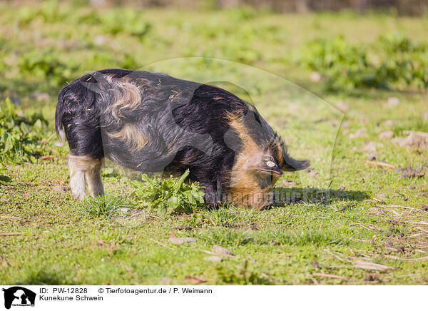 Kunekune Schwein / Kunekune pig / PW-12828