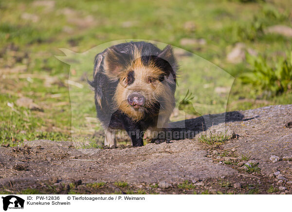 Kunekune Schwein / PW-12836