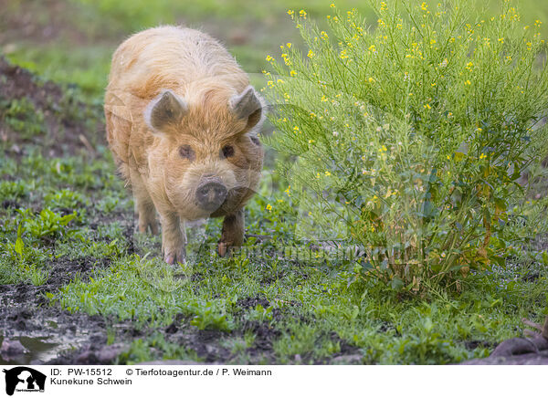 Kunekune Schwein / PW-15512