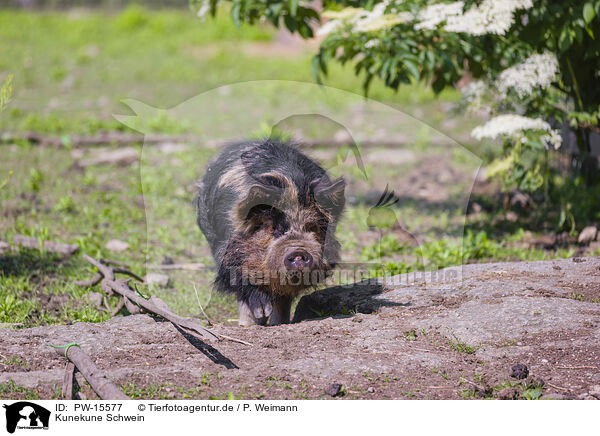 Kunekune Schwein / Kunekune pig / PW-15577