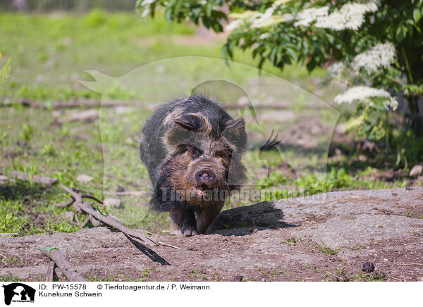 Kunekune Schwein / Kunekune pig / PW-15578