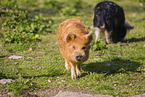 Kunekune Schwein