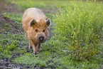 Kunekune Schwein