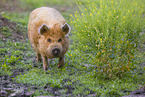 Kunekune Schwein