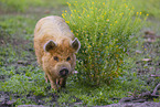 Kunekune Schwein