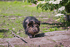 Kunekune Schwein