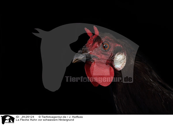 La Fleche Huhn vor schwarzem Hintergrund / La Fleche Chicken in front of black background / JH-26124