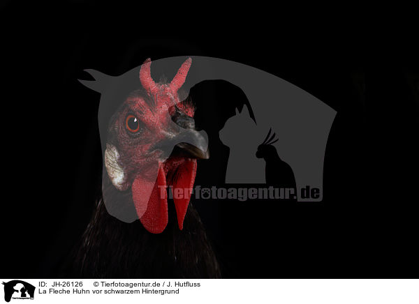 La Fleche Huhn vor schwarzem Hintergrund / La Fleche Chicken in front of black background / JH-26126