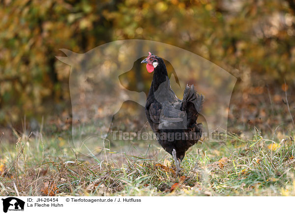 La Fleche Huhn / La Fleche Chicke / JH-26454