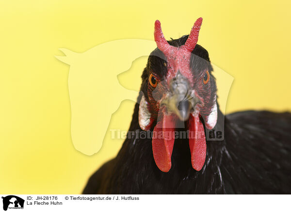 La Fleche Huhn / La Fleche / JH-28176