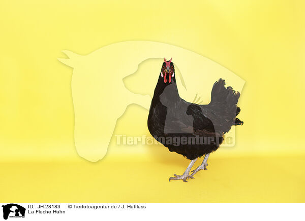 La Fleche Huhn / JH-28183