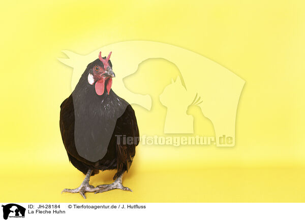 La Fleche Huhn / La Fleche / JH-28184