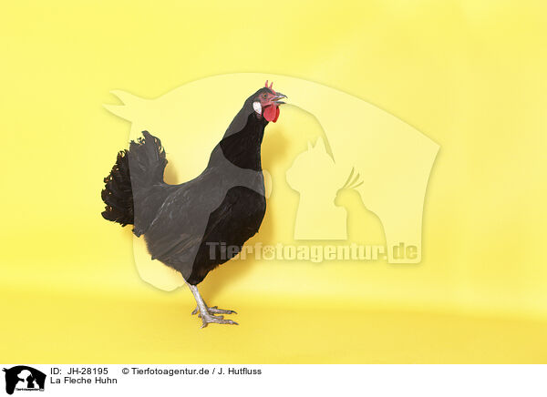 La Fleche Huhn / La Fleche / JH-28195