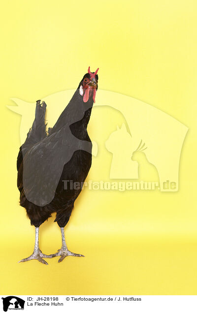 La Fleche Huhn / JH-28198