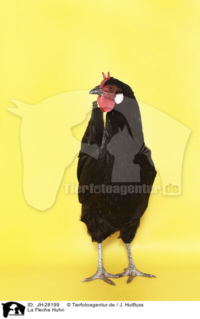 La Fleche Huhn / JH-28199