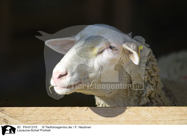 Lacaune-Schaf Portrait / Lacaune Sheep portrait / FH-01310