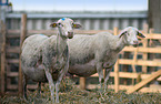 stehende Lacaune-Schafe