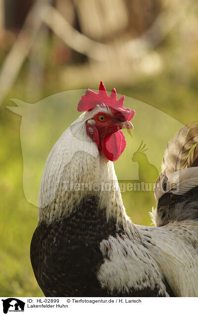 Lakenfelder Huhn / Lakenfelder chicken / HL-02899
