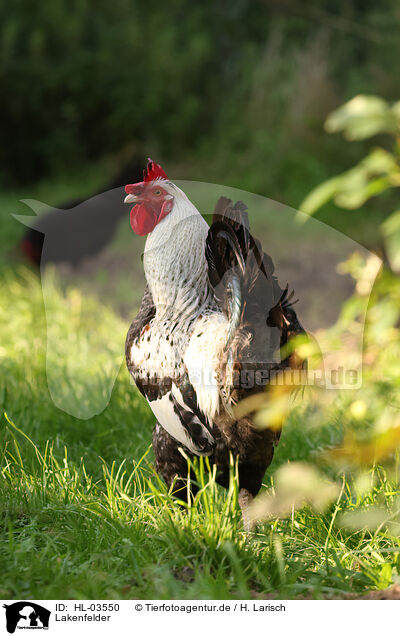 Lakenfelder / Lakenfelder chicken / HL-03550