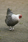 Lakenfelder Huhn