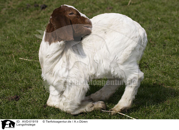 Langohrziege / AVD-01919